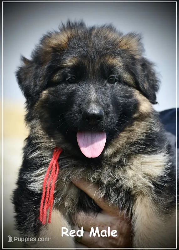 Red Collar – German Shepherd Dog puppy for sale in Caldwell, ID
