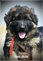Red Collar, a male German Shepherd Dog for sale in Caldwell, ID – 1 of 2