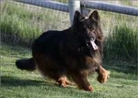 Pink Collar, a female German Shepherd Dog for sale in Caldwell, ID – 3 of 5