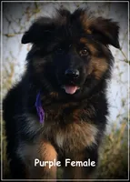 Purple, a female German Shepherd Dog for sale in Caldwell, ID – Photo 2 of 3