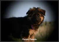 Purple, a female German Shepherd Dog for sale in Caldwell, ID – Photo 3 of 3