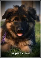 Purple, a female German Shepherd Dog for sale in Caldwell, ID – Photo 1 of 3