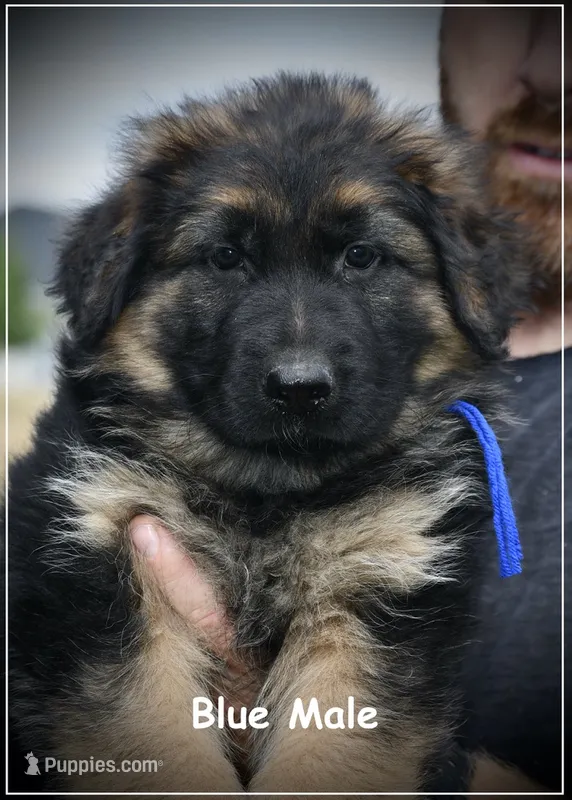 Blue Collar – German Shepherd Dog puppy for sale in Caldwell, ID