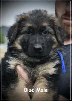 Blue Collar, a male German Shepherd Dog for sale in Caldwell, ID – 1 of 5