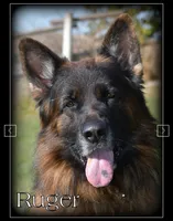 Pink Collar, a female German Shepherd Dog for sale in Caldwell, ID – 2 of 5