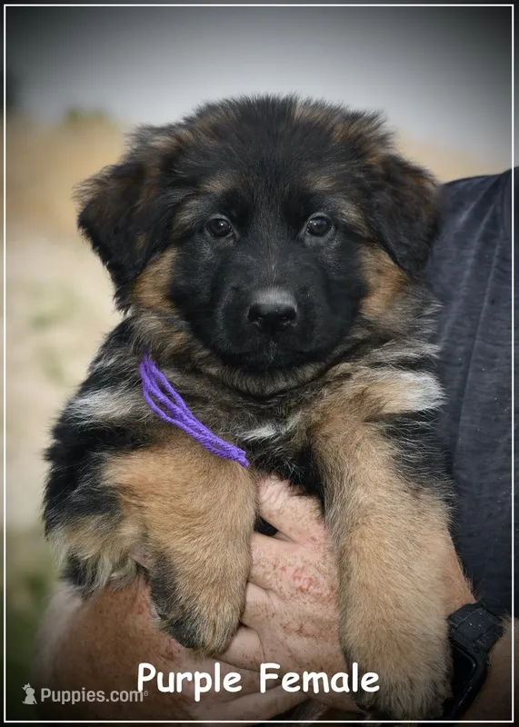 Purple Collar – German Shepherd Dog puppy for sale in Caldwell, ID