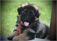 Red Collar, a male German Shepherd Dog for sale in Caldwell, ID – 2 of 2