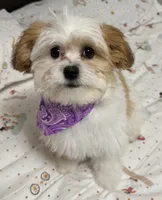 Lucy, a female Bichon Frise and Shih Tzu for sale in Sainte Genevieve, MO – Photo 2 of 4