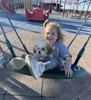 Lucy, a female Bichon Frise and Shih Tzu for sale in Sainte Genevieve, MO – Photo 4 of 4