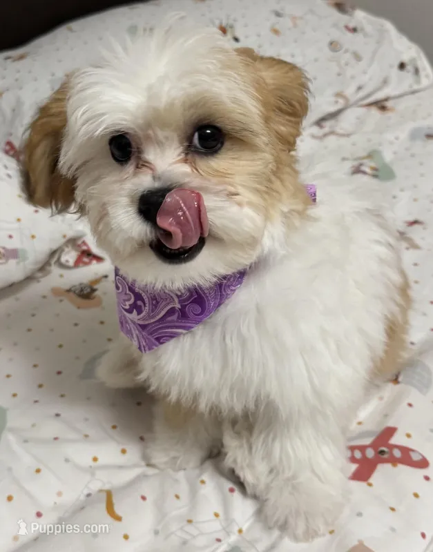 Lucy – Bichon Frise, Shih Tzu puppy for sale in Sainte Genevieve, MO