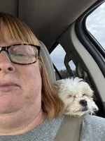 Lucy, a female Bichon Frise and Shih Tzu for sale in Sainte Genevieve, MO – Photo 3 of 4