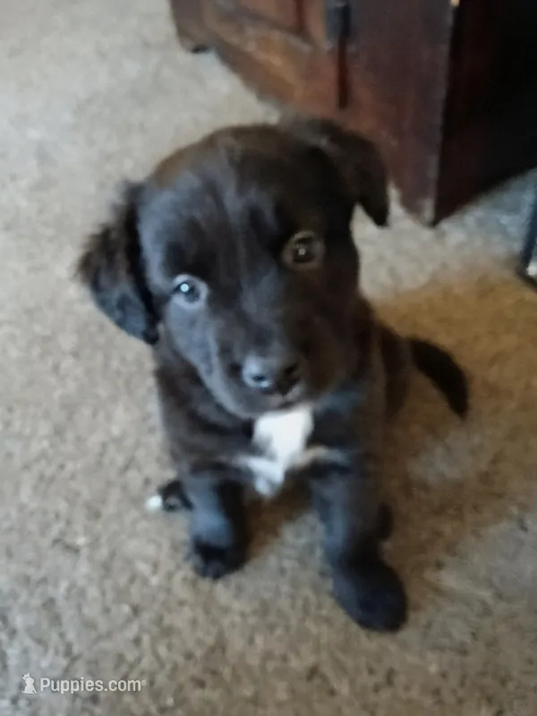 Love – Boxer puppy for sale in Taunton, MA