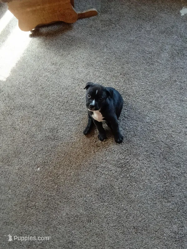 Bull – Boxer puppy for sale in Taunton, MA