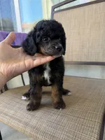 Jade, a female Poodle - Miniature  for sale in Lathrop, CA – 3 of 4