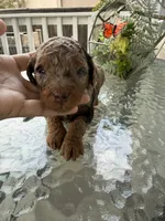 Comet, a male Poodle - Miniature  for sale in Lathrop, CA – 2 of 3