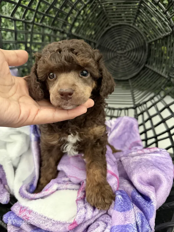 Sasha – Poodle - Miniature  puppy for sale in Lathrop, CA