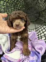 Sasha, a female Poodle - Miniature  for sale in Lathrop, CA – 1 of 3