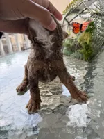 Cosmo, a male Poodle - Miniature  for sale in Lathrop, CA – 2 of 4