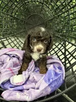 Yasmin, a female Poodle - Miniature  for sale in Lathrop, CA – 2 of 3