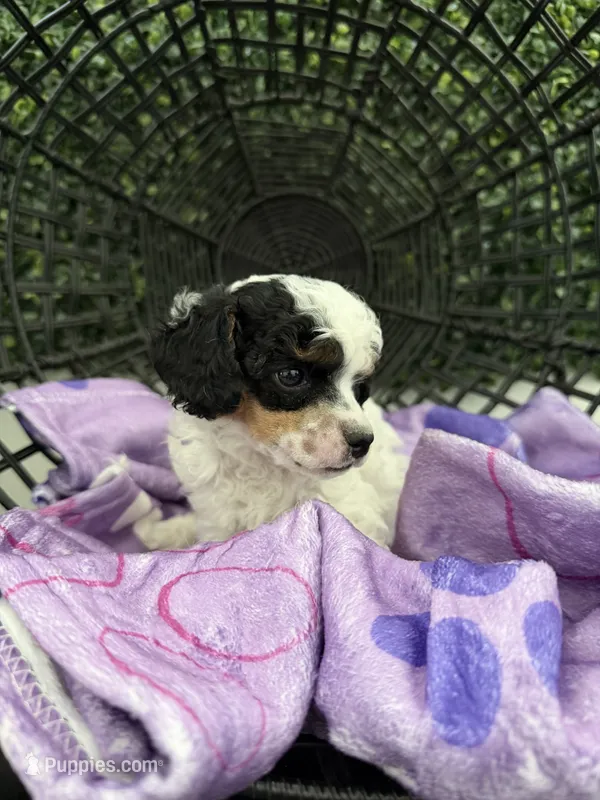Chloe – Poodle - Miniature  puppy for sale in Lathrop, CA