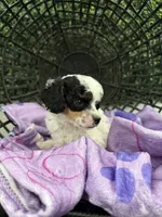 Chloe, a female Poodle - Miniature  for sale in Lathrop, CA – 1 of 4