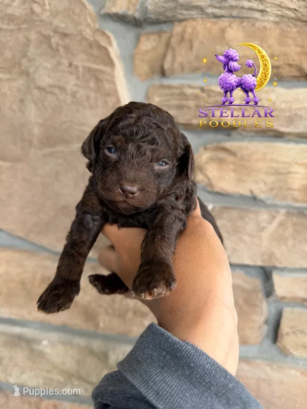 Celeste – Poodle - Miniature  puppy for sale in Lathrop, CA