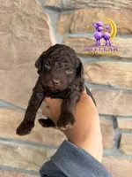 Celeste, a female Poodle - Miniature  for sale in Lathrop, CA – 1 of 4