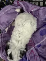 Chloe, a female Poodle - Miniature  for sale in Lathrop, CA – 3 of 4
