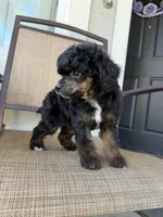 Jade, a female Poodle - Miniature  for sale in Lathrop, CA – 4 of 4