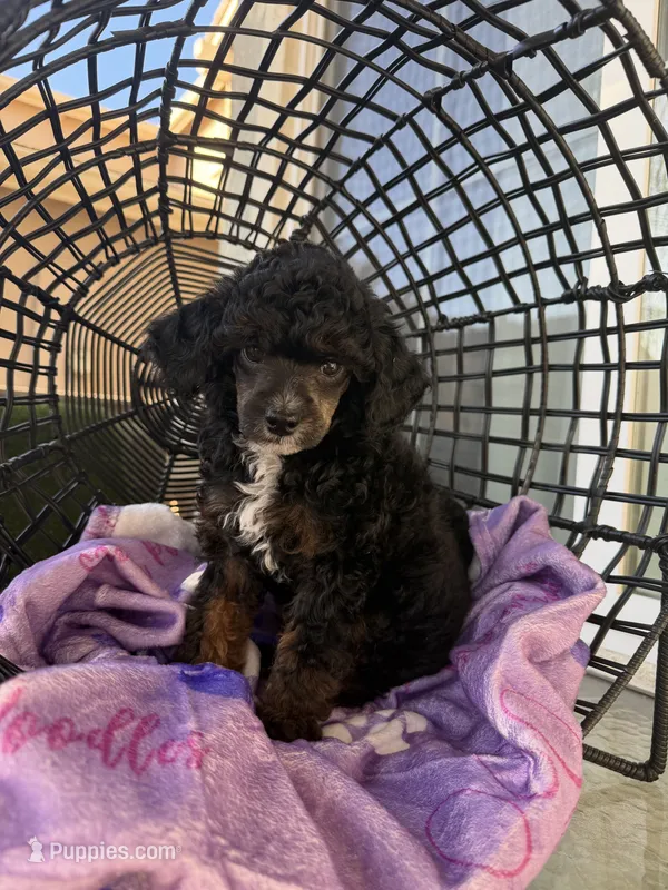 Jade – Poodle - Miniature  puppy for sale in Lathrop, CA