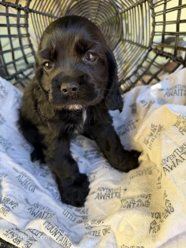 Puppy 1 – Cocker Spaniel puppy for sale in Lathrop, CA