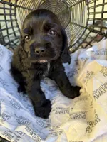 Puppy 1, a male Cocker Spaniel for sale in Lathrop, CA – 1 of 1