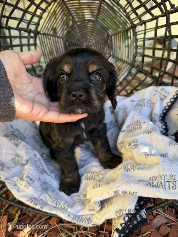 Puppy 3 – Cocker Spaniel puppy for sale in Lathrop, CA