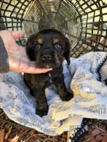 Puppy 3, a female Cocker Spaniel for sale in Lathrop, CA – 1 of 1