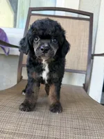 Jade, a female Poodle - Miniature  for sale in Lathrop, CA – 2 of 4