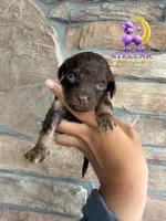 Astra, a female Poodle - Miniature  for sale in Lathrop, CA – 1 of 4