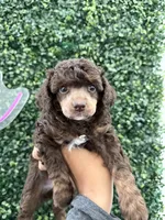 Sasha, a female Poodle - Miniature  for sale in Lathrop, CA – 2 of 3