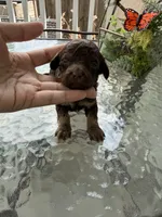 Astra, a female Poodle - Miniature  for sale in Lathrop, CA – 4 of 4