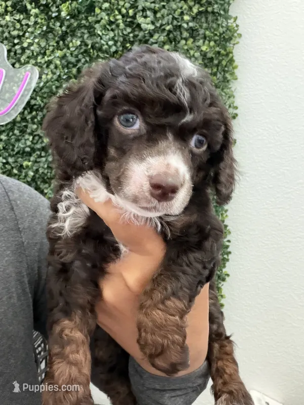 Yasmin – Poodle - Miniature  puppy for sale in Lathrop, CA