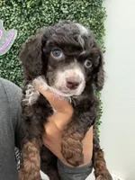 Yasmin, a female Poodle - Miniature  for sale in Lathrop, CA – 1 of 3