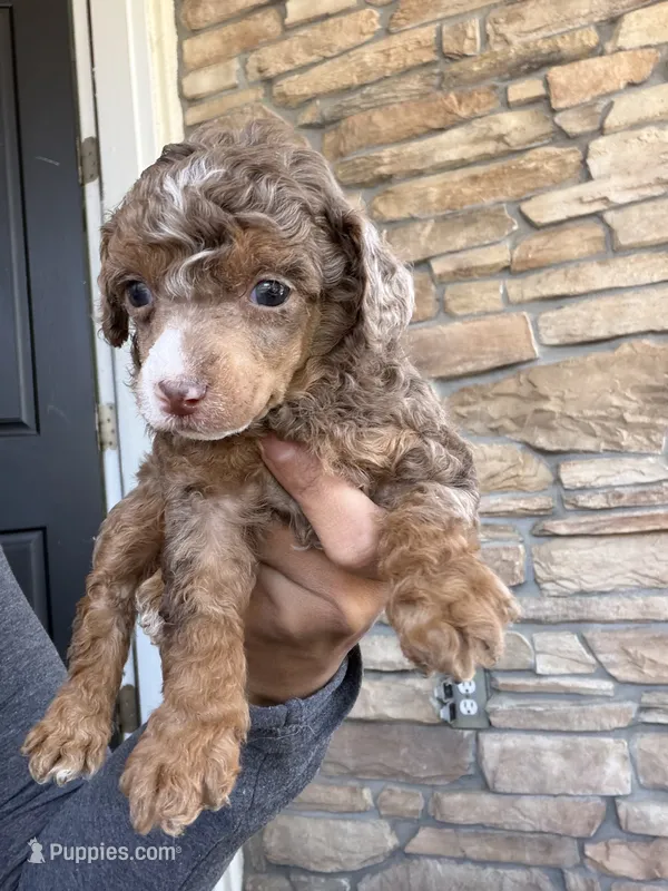 Cosmo – Poodle - Miniature  puppy for sale in Lathrop, CA