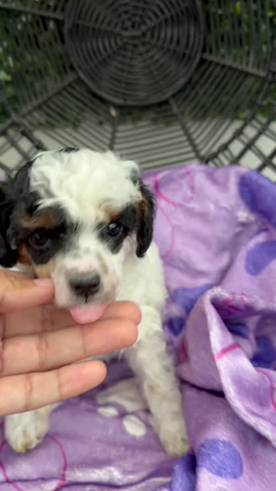 Chloe, a female Poodle - Miniature  for sale in Lathrop, CA – 4 of 4