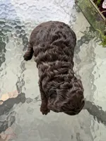 Celeste, a female Poodle - Miniature  for sale in Lathrop, CA – 4 of 4
