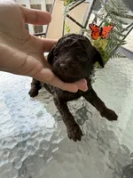Celeste, a female Poodle - Miniature  for sale in Lathrop, CA – 3 of 4
