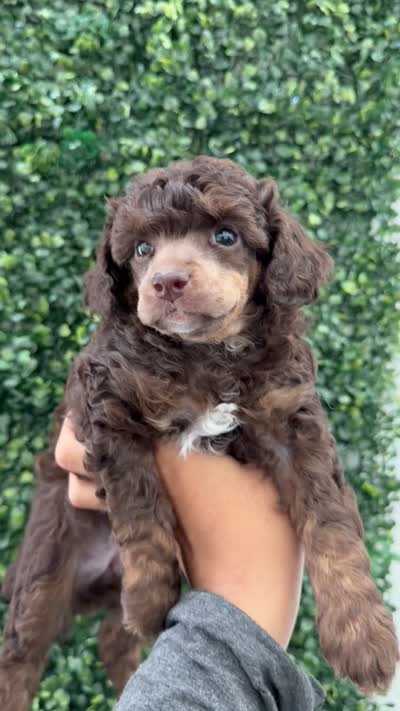 Sasha, a female Poodle - Miniature  for sale in Lathrop, CA – 3 of 3