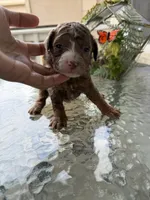 Cosmo, a male Poodle - Miniature  for sale in Lathrop, CA – 3 of 4