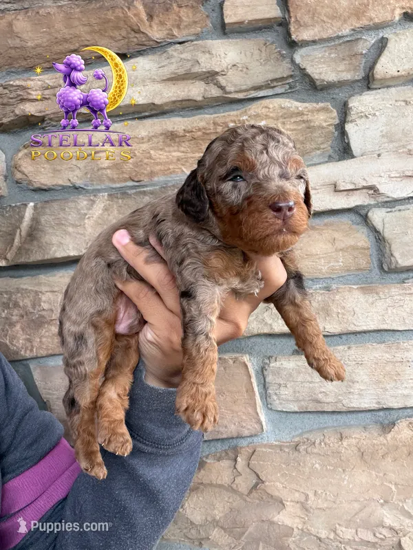 Comet – Poodle - Miniature  puppy for sale in Lathrop, CA