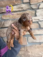 Comet, a male Poodle - Miniature  for sale in Lathrop, CA – 1 of 3