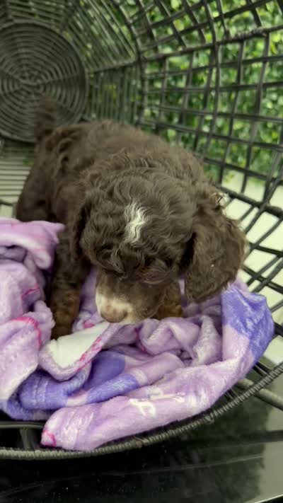 Yasmin, a female Poodle - Miniature  for sale in Lathrop, CA – 3 of 3