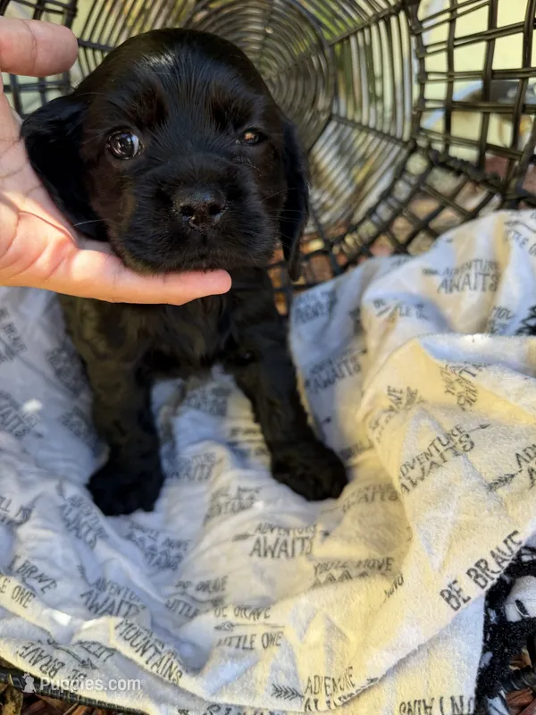 Puppy 2 – Cocker Spaniel puppy for sale in Lathrop, CA